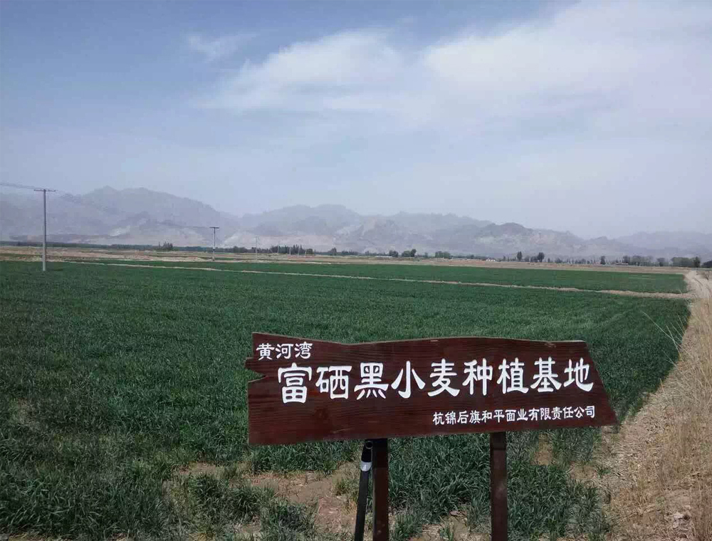 富硒黑小麥基地